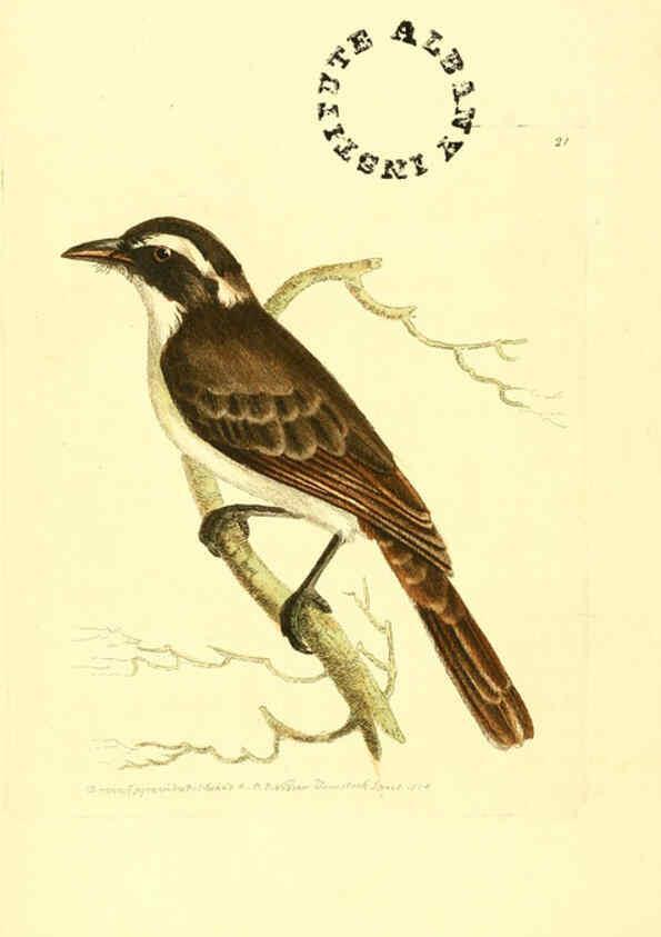 Reproducción/Reproduction 6127021817: The zoological miscellany. v.1. London :Printed by B. McMillan for E. Nodder & Son and sold by all booksellers,1814-1817