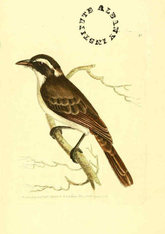 Reproducción/Reproduction 6127021817: The zoological miscellany. v.1. London :Printed by B. McMillan for E. Nodder & Son and sold by all booksellers,1814-1817