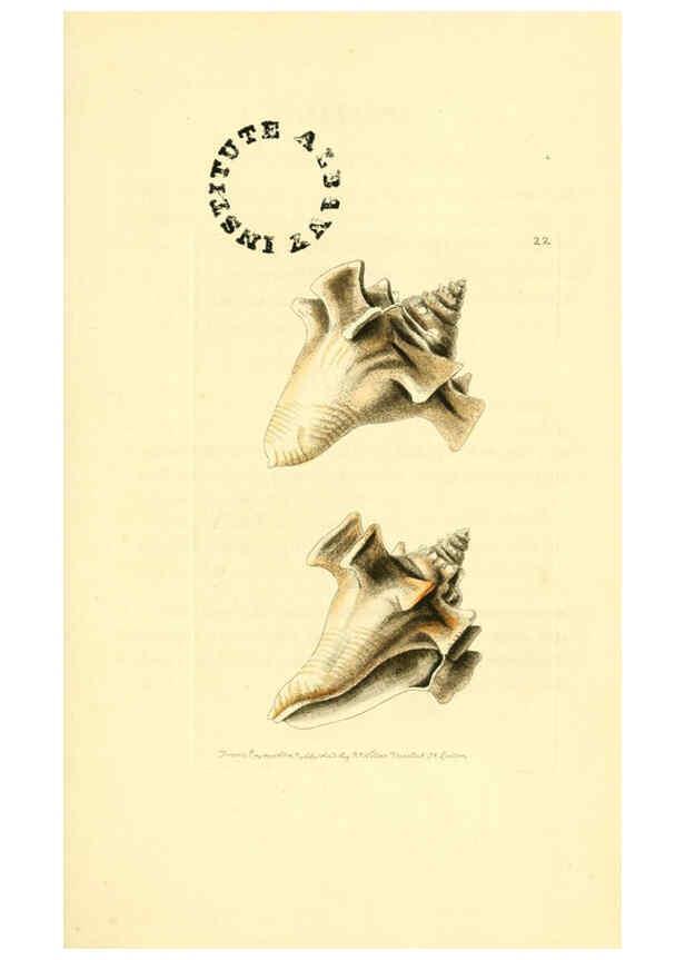 Reproducción/Reproduction 6127022167: The zoological miscellany. v.1. London :Printed by B. McMillan for E. Nodder & Son and sold by all booksellers,1814-1817