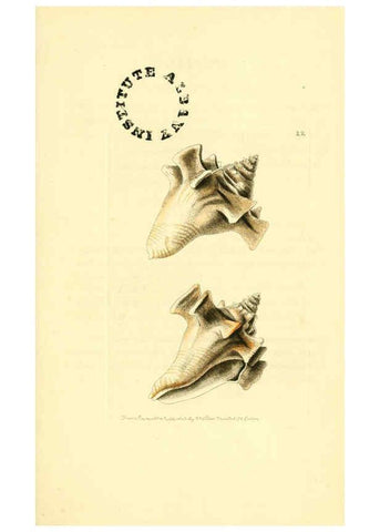 Reproducción/Reproduction 6127022167: The zoological miscellany. v.1. London :Printed by B. McMillan for E. Nodder & Son and sold by all booksellers,1814-1817