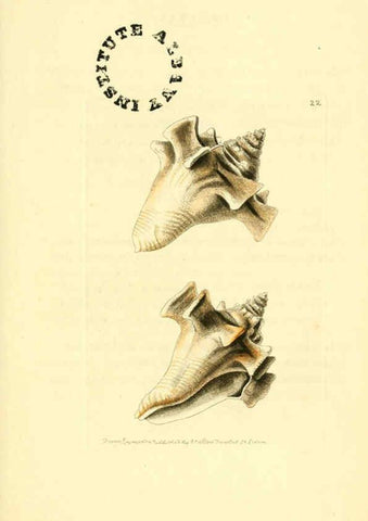 Reproducción/Reproduction 6127022167: The zoological miscellany. v.1. London :Printed by B. McMillan for E. Nodder & Son and sold by all booksellers,1814-1817
