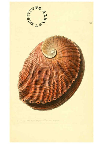 Reproducción/Reproduction 6127022529: The zoological miscellany. v.1. London :Printed by B. McMillan for E. Nodder & Son and sold by all booksellers,1814-1817