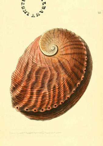 Reproducción/Reproduction 6127022529: The zoological miscellany. v.1. London :Printed by B. McMillan for E. Nodder & Son and sold by all booksellers,1814-1817