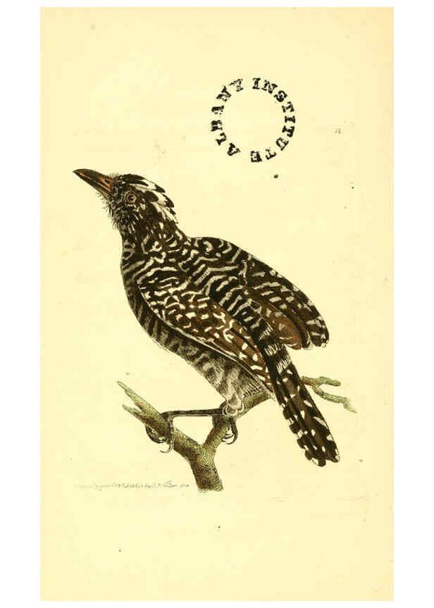 Reproducción/Reproduction 6127567998: The zoological miscellany. v.1. London :Printed by B. McMillan for E. Nodder & Son and sold by all booksellers,1814-1817