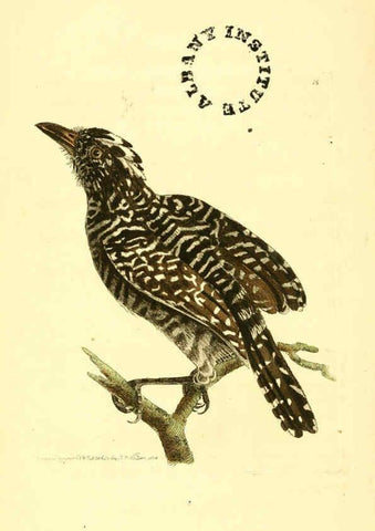 Reproducción/Reproduction 6127567998: The zoological miscellany. v.1. London :Printed by B. McMillan for E. Nodder & Son and sold by all booksellers,1814-1817