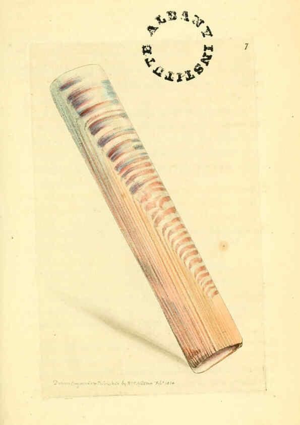 Reproducción/Reproduction 6127564858: The zoological miscellany. v.1. London :Printed by B. McMillan for E. Nodder & Son and sold by all booksellers,1814-1817