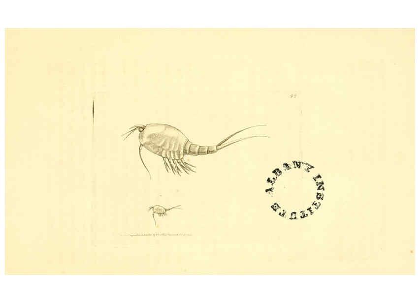 Reproducción/Reproduction 6127028327: The zoological miscellany. v.1. London :Printed by B. McMillan for E. Nodder & Son and sold by all booksellers,1814-1817