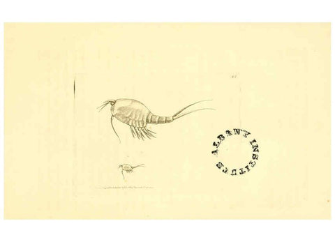 Reproducción/Reproduction 6127028327: The zoological miscellany. v.1. London :Printed by B. McMillan for E. Nodder & Son and sold by all booksellers,1814-1817