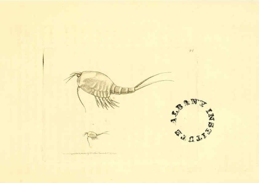 Reproducción/Reproduction 6127028327: The zoological miscellany. v.1. London :Printed by B. McMillan for E. Nodder & Son and sold by all booksellers,1814-1817