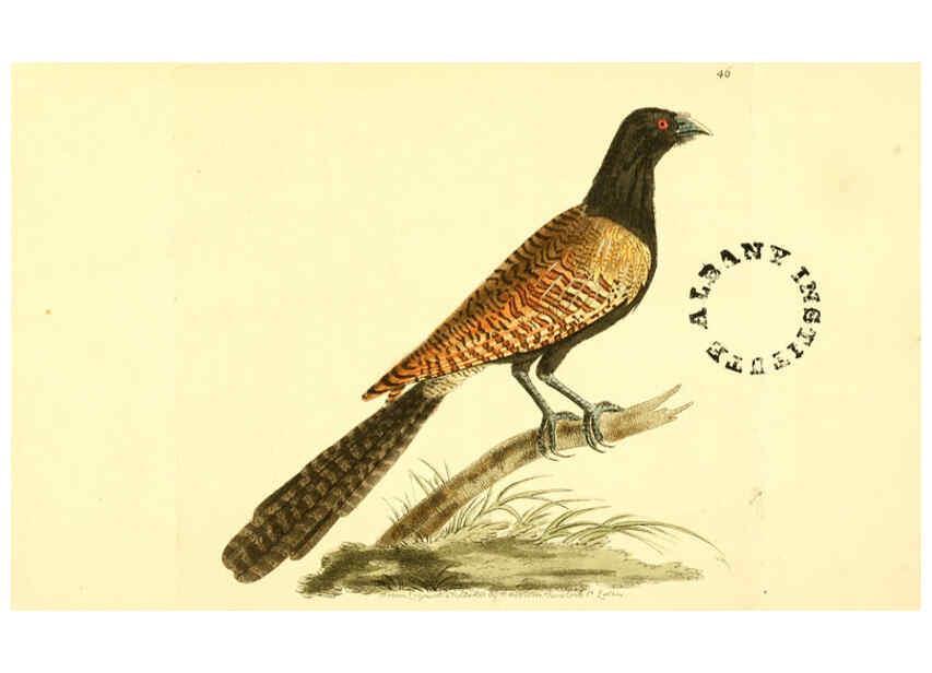 Reproducción/Reproduction 6127028823: The zoological miscellany. v.1. London :Printed by B. McMillan for E. Nodder & Son and sold by all booksellers,1814-1817