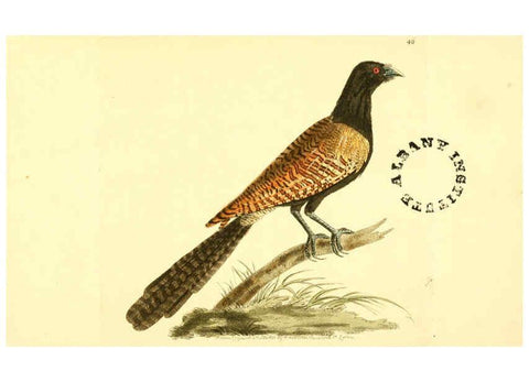 Reproducción/Reproduction 6127028823: The zoological miscellany. v.1. London :Printed by B. McMillan for E. Nodder & Son and sold by all booksellers,1814-1817