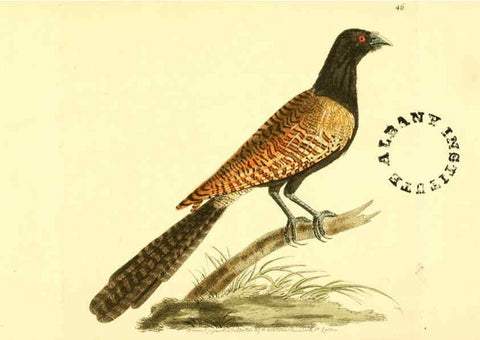 Reproducción/Reproduction 6127028823: The zoological miscellany. v.1. London :Printed by B. McMillan for E. Nodder & Son and sold by all booksellers,1814-1817