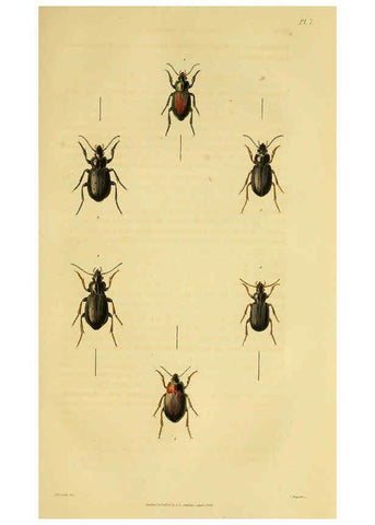 Reproducción/Reproduction 6127601306: Illustrations of British entomology. v.5. London:Printed for the author; published by Baldwin and Cradock,1828-1835
