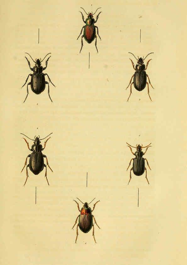 Reproducción/Reproduction 6127601306: Illustrations of British entomology. v.5. London:Printed for the author; published by Baldwin and Cradock,1828-1835