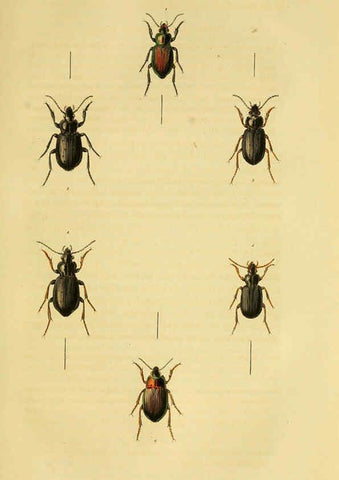 Reproducción/Reproduction 6127601306: Illustrations of British entomology. v.5. London:Printed for the author; published by Baldwin and Cradock,1828-1835