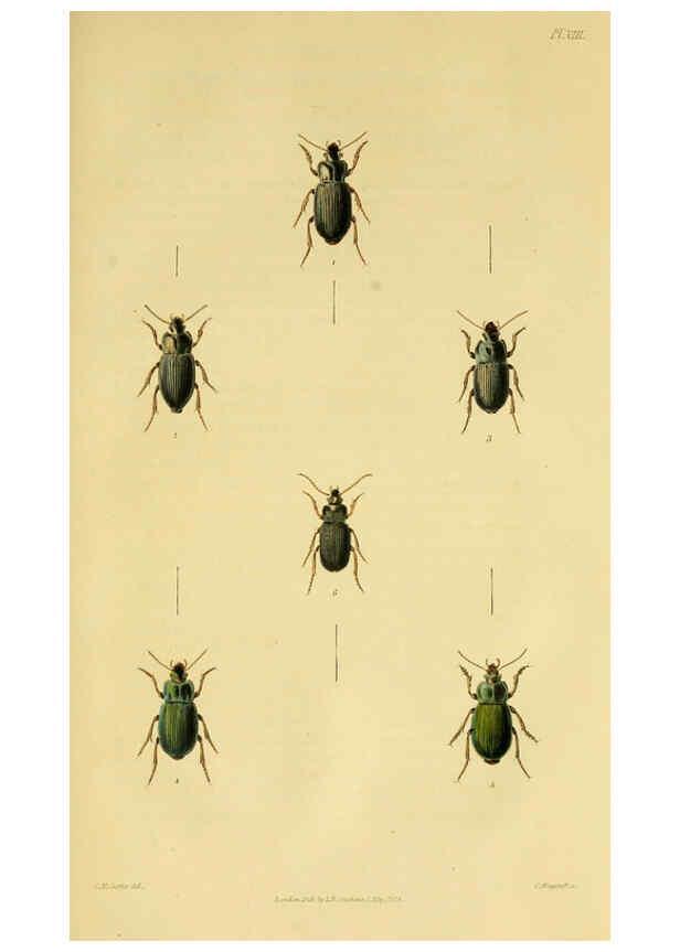 Reproducción/Reproduction 6127601662: Illustrations of British entomology. v.5. London:Printed for the author; published by Baldwin and Cradock,1828-1835