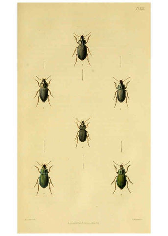 Reproducción/Reproduction 6127601662: Illustrations of British entomology. v.5. London:Printed for the author; published by Baldwin and Cradock,1828-1835