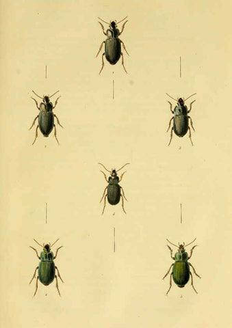 Reproducción/Reproduction 6127601662: Illustrations of British entomology. v.5. London:Printed for the author; published by Baldwin and Cradock,1828-1835