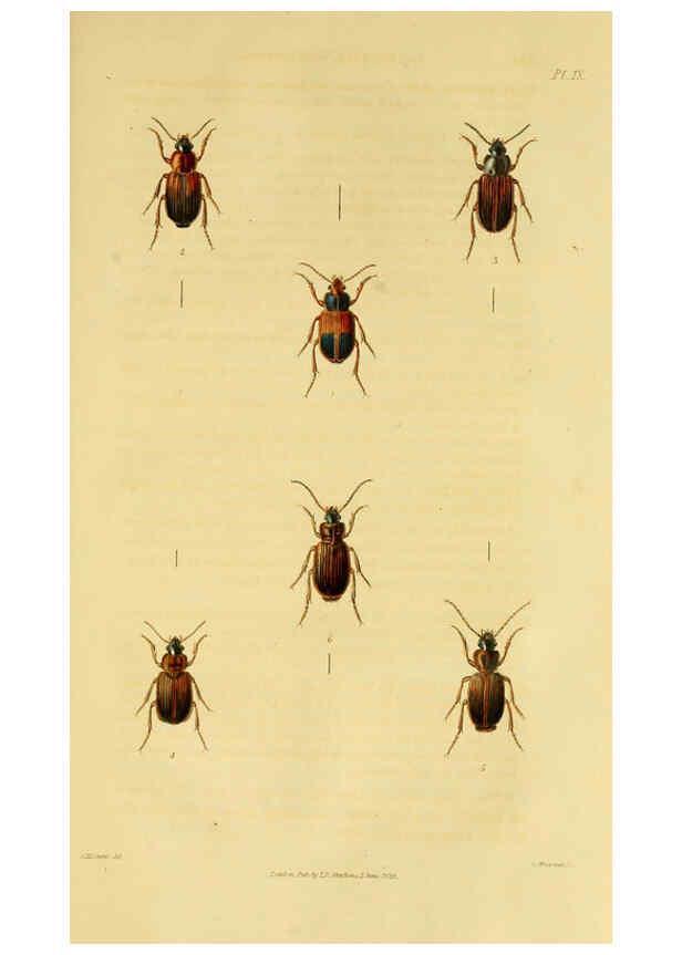 Reproducción/Reproduction 6127602030: Illustrations of British entomology. v.5. London:Printed for the author; published by Baldwin and Cradock,1828-1835