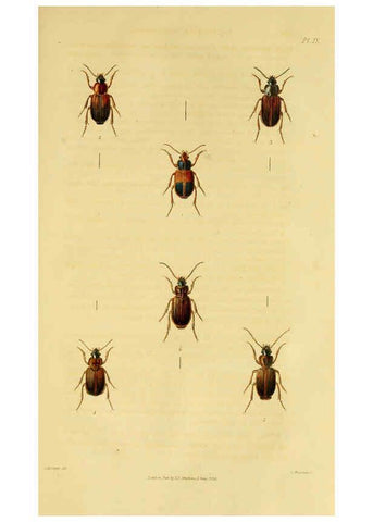 Reproducción/Reproduction 6127602030: Illustrations of British entomology. v.5. London:Printed for the author; published by Baldwin and Cradock,1828-1835