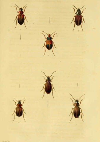 Reproducción/Reproduction 6127602030: Illustrations of British entomology. v.5. London:Printed for the author; published by Baldwin and Cradock,1828-1835