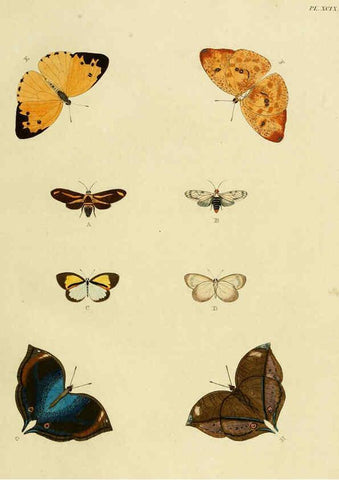 Reproducción/Reproduction 6127233411: De uitlandsche kapellen. v.2. A Amsteldam :Chez Barthelmy Wild,1779-1782 [i.e. 1775-1782] 