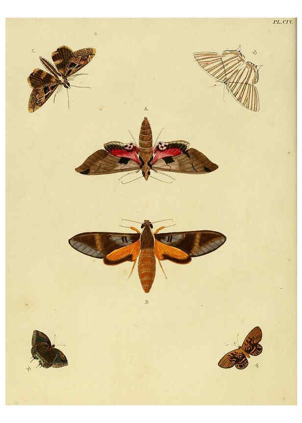 Reproducción/Reproduction 6127234545: De uitlandsche kapellen. v.2. A Amsteldam :Chez Barthelmy Wild,1779-1782 [i.e. 1775-1782] 