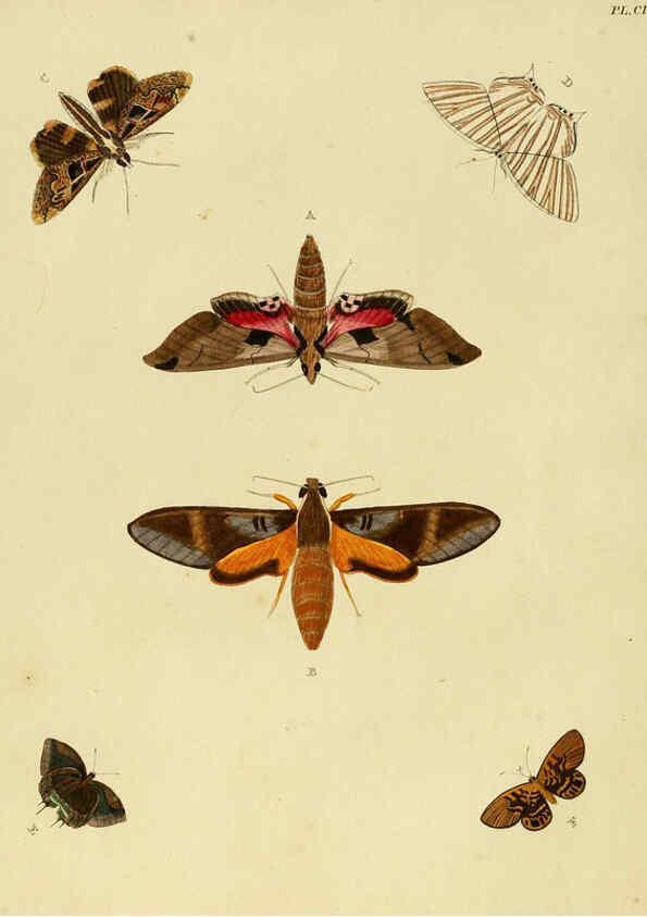Reproducción/Reproduction 6127234545: De uitlandsche kapellen. v.2. A Amsteldam :Chez Barthelmy Wild,1779-1782 [i.e. 1775-1782] 