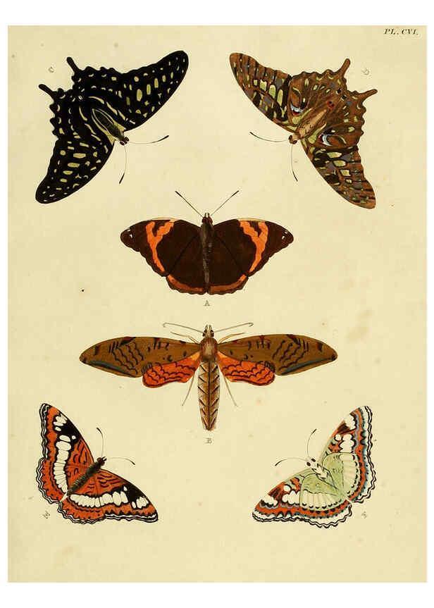 Reproducción/Reproduction 6127234951: De uitlandsche kapellen. v.2. A Amsteldam :Chez Barthelmy Wild,1779-1782 [i.e. 1775-1782] 