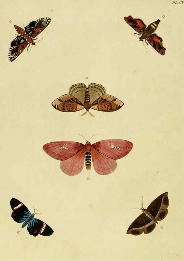 Reproducción/Reproduction 6127235311: De uitlandsche kapellen. v.2. A Amsteldam :Chez Barthelmy Wild,1779-1782 [i.e. 1775-1782] 