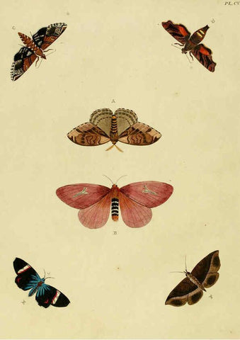 Reproducción/Reproduction 6127235311: De uitlandsche kapellen. v.2. A Amsteldam :Chez Barthelmy Wild,1779-1782 [i.e. 1775-1782] 