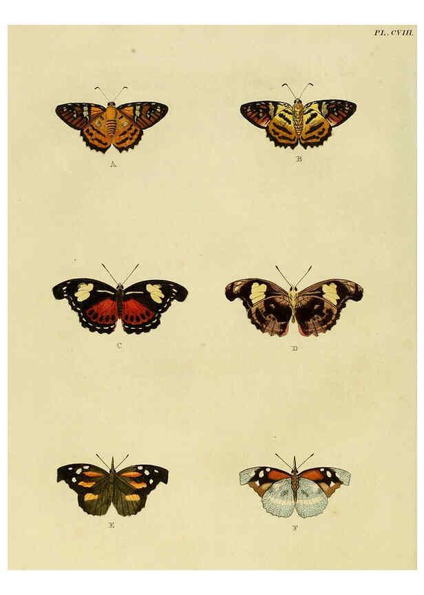 Reproducción/Reproduction 6127235497: De uitlandsche kapellen. v.2. A Amsteldam :Chez Barthelmy Wild,1779-1782 [i.e. 1775-1782] 