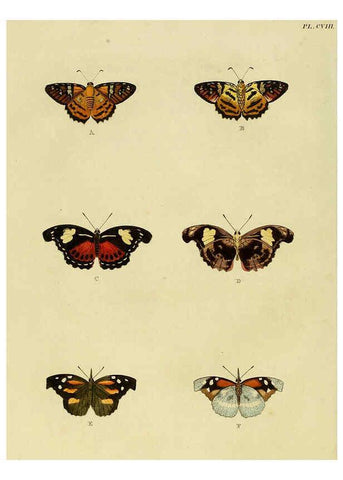 Reproducción/Reproduction 6127235497: De uitlandsche kapellen. v.2. A Amsteldam :Chez Barthelmy Wild,1779-1782 [i.e. 1775-1782] 