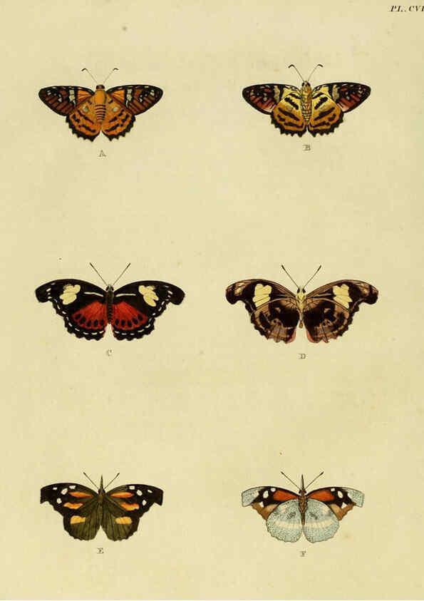 Reproducción/Reproduction 6127235497: De uitlandsche kapellen. v.2. A Amsteldam :Chez Barthelmy Wild,1779-1782 [i.e. 1775-1782] 