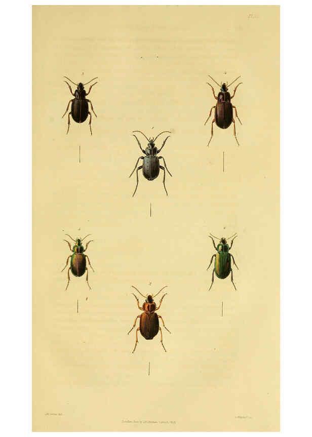 Reproducción/Reproduction 6127600976: Illustrations of British entomology. v.5. London:Printed for the author; published by Baldwin and Cradock,1828-1835
