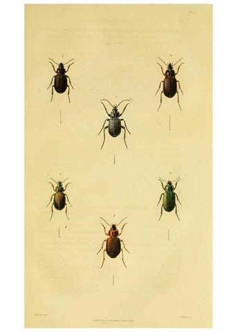 Reproducción/Reproduction 6127600976: Illustrations of British entomology. v.5. London:Printed for the author; published by Baldwin and Cradock,1828-1835