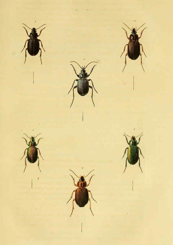 Reproducción/Reproduction 6127600976: Illustrations of British entomology. v.5. London:Printed for the author; published by Baldwin and Cradock,1828-1835