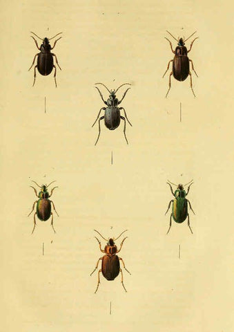 Reproducción/Reproduction 6127600976: Illustrations of British entomology. v.5. London:Printed for the author; published by Baldwin and Cradock,1828-1835