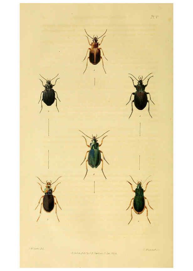 Reproducción/Reproduction 6127053073: Illustrations of British entomology. v.5. London:Printed for the author; published by Baldwin and Cradock,1828-1835