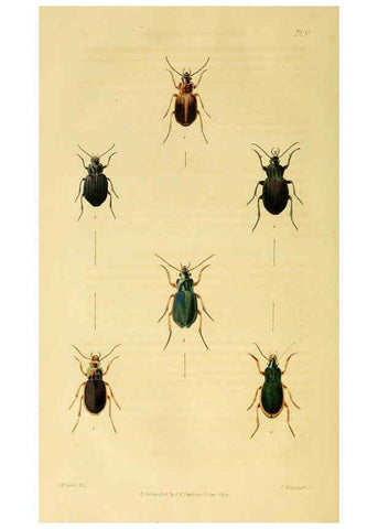 Reproducción/Reproduction 6127053073: Illustrations of British entomology. v.5. London:Printed for the author; published by Baldwin and Cradock,1828-1835
