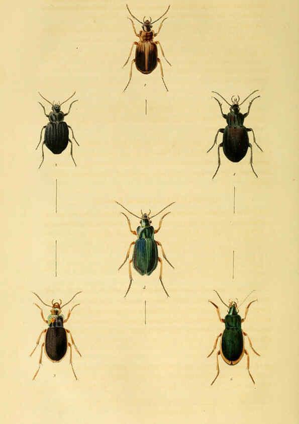 Reproducción/Reproduction 6127053073: Illustrations of British entomology. v.5. London:Printed for the author; published by Baldwin and Cradock,1828-1835