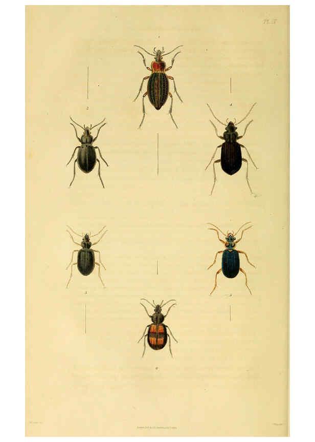 Reproducción/Reproduction 6127052789: Illustrations of British entomology. v.5. London:Printed for the author; published by Baldwin and Cradock,1828-1835