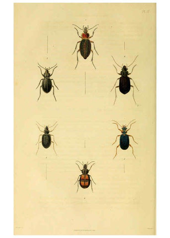 Reproducción/Reproduction 6127052789: Illustrations of British entomology. v.5. London:Printed for the author; published by Baldwin and Cradock,1828-1835