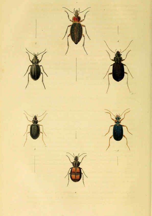 Reproducción/Reproduction 6127052789: Illustrations of British entomology. v.5. London:Printed for the author; published by Baldwin and Cradock,1828-1835