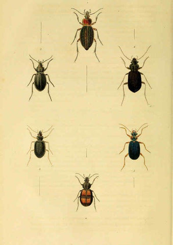 Reproducción/Reproduction 6127052789: Illustrations of British entomology. v.5. London:Printed for the author; published by Baldwin and Cradock,1828-1835