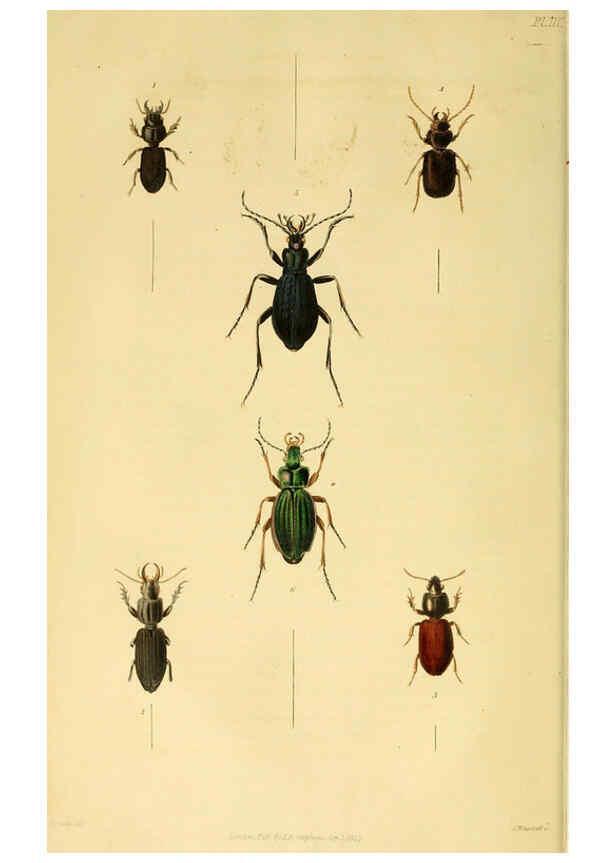 Reproducción/Reproduction 6127600078: Illustrations of British entomology. v.5. London:Printed for the author; published by Baldwin and Cradock,1828-1835