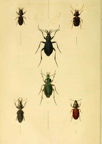 Reproducción/Reproduction 6127600078: Illustrations of British entomology. v.5. London:Printed for the author; published by Baldwin and Cradock,1828-1835
