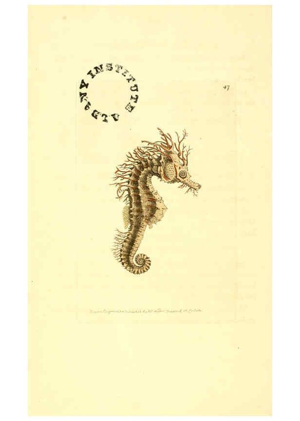 Reproducción/Reproduction 6127576766: The zoological miscellany. v.1. London :Printed by B. McMillan for E. Nodder & Son and sold by all booksellers,1814-1817