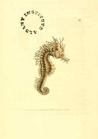 Reproducción/Reproduction 6127576766: The zoological miscellany. v.1. London :Printed by B. McMillan for E. Nodder & Son and sold by all booksellers,1814-1817
