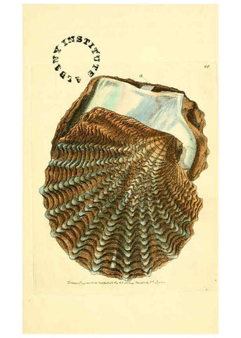 Reproducción/Reproduction 6127029361: The zoological miscellany. v.1. London :Printed by B. McMillan for E. Nodder & Son and sold by all booksellers,1814-1817